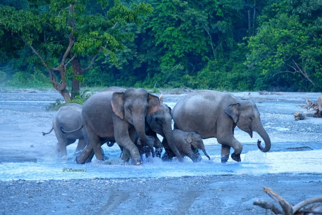 Elephants Altapri Homestay Jayanti